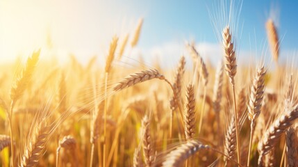 Golden wheat field under a sunny sky. Agriculture and harvest concept. - obrazy, fototapety, plakaty