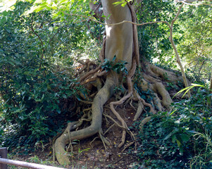 木の根 