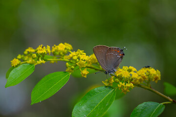 A dark brown butterfly on yellow flowers, Satyrium ilicis