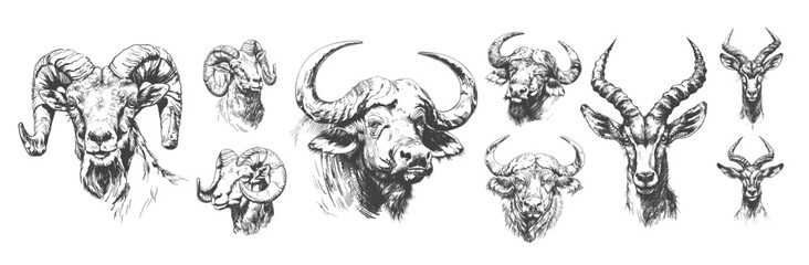 Horned animals pencil sketch avatars vector set. Antelope buffalo mountain goat herbivorous artiodates wild animals mountains savannah inhabitants illustrations isolated on white background
