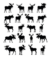 Moose black silhouettes vector set. Forest horned hoofed herbivorous mammal wild strong animal northern forest species icons isolated on white background