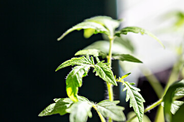 Young tomato seedling basks in sunlight, showcasing delicate hairs on vibrant green leaves, signaling new life and growth. New harvest. Locally grown. Selective focus