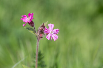Isolated flower silene dioica (red campion, red catchfly), pink blossom, in meadow