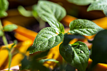 Morning dew clings to vibrant leaves of pepper seedlings, symbol of growth and vitality in garden. New harvest. Locally grown. Selective focus