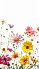 Fototapeta premium Beautiful Collection of Pressed Flowers and Plants. An array of various pressed flowers and plants in bright, vivid colors, perfectly suitable for art projects, decoration, or botanical studies.