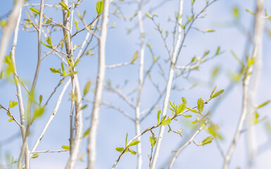 Delicate branches of rock pear in spring with bursting leaf buds