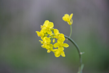 Isolated flower of rapeseed in spring