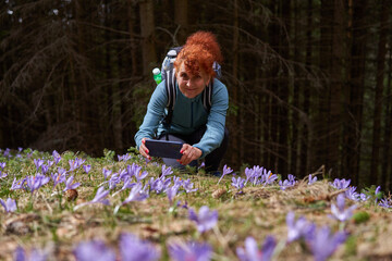 Woman tourist taking photos of crocus flowers in the mountains