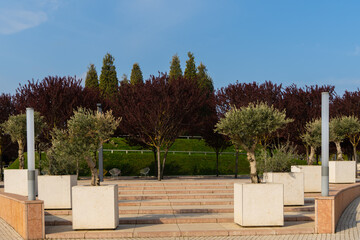 Olive bonsai trees (Olea europaea) growing in white stone containers. In background there are Prunus cerasifera 'Nigra' with purple leaves. "Galitsky Park". Krasnodar, Russia – April 4, 2024