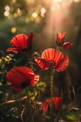 Red poppies blooming in natural light with bokeh background. D-Day Anniversary