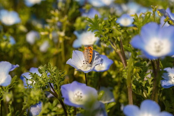 Blue Nemophila flowers and a small butterfly ( lycaena phlaeas ) sucking nectar in the garden ,...
