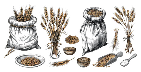 Wheat color sketch vector set. Seeds ears plate spoon bowl rope bag stems vegetable organic flour grains flakes vegetable cereals bread food seeds, illustrations isolated on white background