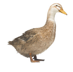 brown domestic duck isolated on white background. Live waterfowl