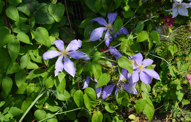 Beautiful clematis Luther Burbank flowers in hte garden flower bed.
