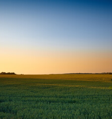 Farm, agriculture and landscape in the countryside at sunset, nature or outdoor in Italy. Land,...