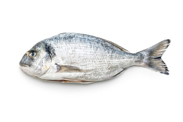 Fresh sea bream fish isolated on white background. - 791405418