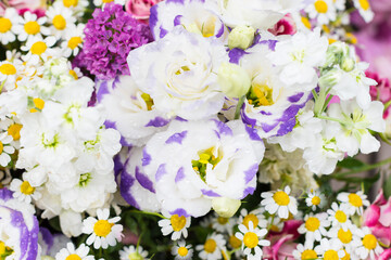 Floral background of various colorful flowers, vivid bright blossoms background of flowers, flowers close up   