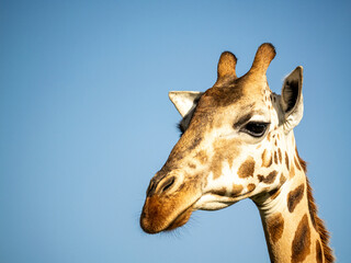 The head of a female giraffe (Giraffa camelopardalis rothschildi) in Mburo National Park in Uganda.