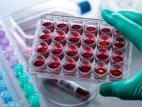 Scientist holding multi well plate at laboratory
