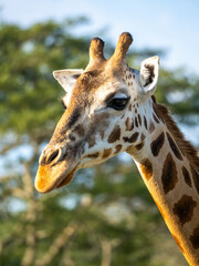 The head of a female giraffe (Giraffa camelopardalis rothschildi) in Mburo National Park in Uganda.
