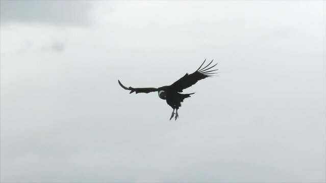 A condor flies in the sky in Patagonia, slow motion. High quality FullHD footage