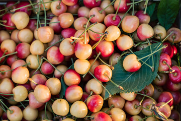 Freshly picked ripe cherries background. Summer harvesting concept.