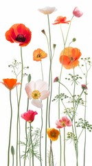 Vibrant collection of various flowers isolated against a white backdrop, showcasing natural beauty and diversity.
