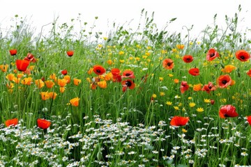 Fototapeta premium Vibrant collection of various flowers isolated against a white backdrop, showcasing natural beauty and diversity.