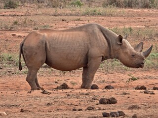 Fototapeta premium rhino in the wild