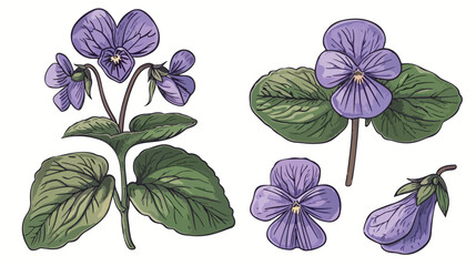 English common wood violet garden blossomed flower