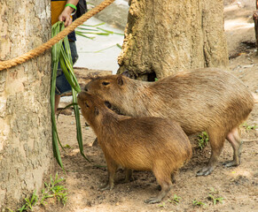 capybara animal on a walk.