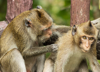 a family of monkeys grooming each other.