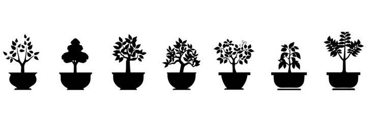 Obraz premium flower in pots