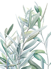 Watercolor olive branch, Watercolor olive leaves, Transparent background, Illustration of olive tree branch, Olive leaves branch painting, Peace Symbol, Olive leaves on transparent background