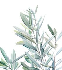 Watercolor olive branch, Watercolor olive leaves, Transparent background, Illustration of olive tree branch, Olive leaves branch painting, Peace Symbol, Olive leaves on transparent background