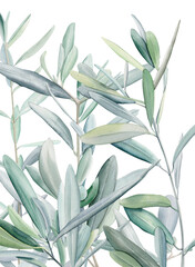 Watercolor olive branch, Watercolor olive leaves, Transparent background, Illustration of olive tree branch, Olive leaves branch painting, Peace Symbol, Olive leaves on transparent background