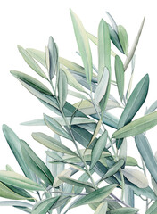 Watercolor olive branch, Watercolor olive leaves, Transparent background, Illustration of olive tree branch, Olive leaves branch painting, Peace Symbol, Olive leaves on transparent background