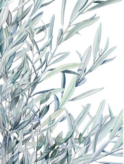 Watercolor olive branch, Watercolor olive leaves, Transparent background, Illustration of olive tree branch, Olive leaves branch painting, Peace Symbol, Olive leaves on transparent background