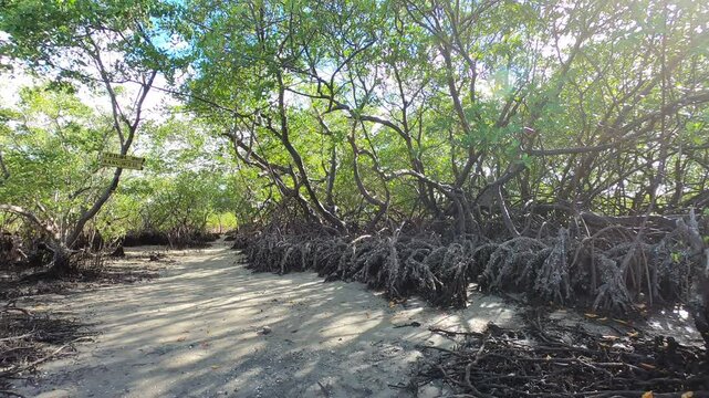 Mangrove in the banks of Sinimbu River - Marca&ccedil;&atilde;o, Para&iacute;ba, Brazil