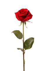 isolated red rose, close-up of flower