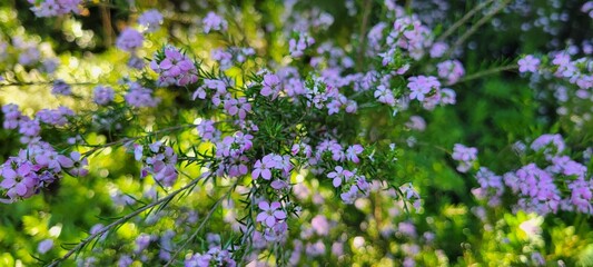 Sunlight filters through small purple flowers in a lush green field