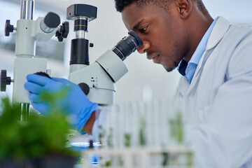 Black man, scientist and microscope for testing, biology and study plant results or solution. Lens,...