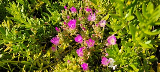 Close-up of small purple flowers in a lush green field of blooms