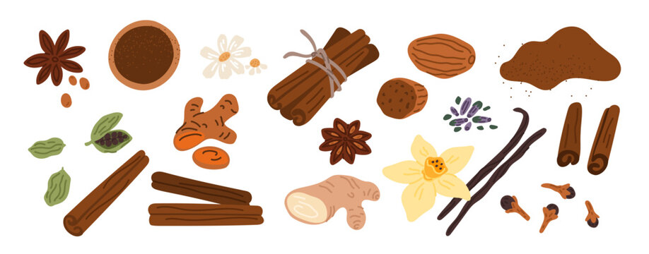 Dry spices. Fragrant cuisine ingredients. Aromatic roots. Anise seeds. Cinnamon bark. Vanilla flower. Turmeric and ginger. Nutmeg spicy powder. Cooking condiment. Garish vector set