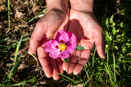 Graciosas car&iacute;cias: Uma m&atilde;o feminina envolvendo uma delicada flor de Cistus creticus