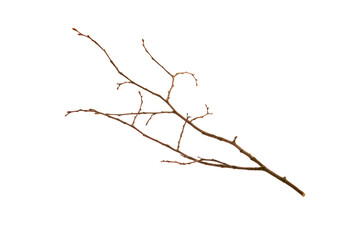 Fototapeta premium tree branch isolated on white background