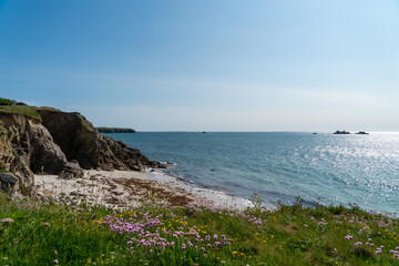 Falaises, plage de sable, herbe verte et arméries maritimes roses avec des fleurs jaunes, un tableau vivant du printemps en Finistère nord.