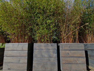 genus of flowering plants in the grass family. These bamboos are native primarily to China. Some...
