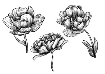 Terri Tulip flowers, decorative flowers and leaves in art nouveau style, vintage, old, retro style. Clip art, set of elements for design Good for print on T-shirts, bags, tattoo. Vector illustration. - 791421853