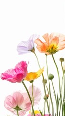 Fototapeta premium A Vibrant Collection Of Various Colorful Meadow Flowers Arranged on a White Background. Presenting unique shapes and colors, meticulously arranged to highlight their natural beauty.